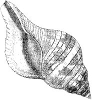 Tulip Fasciolaria Shell.tif