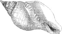 Turnip Turbinella Shell.tif