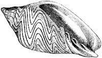 Undulated Volute Shell.tif