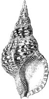Variegated Triton Shell.tif