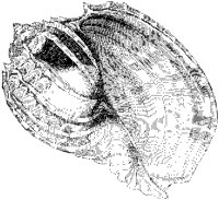 Ventricose Harp Shell 1.tif