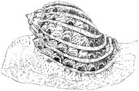 Ventricose Harp Shell 2.tif