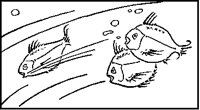 Three Simple Fish Swimming.tif