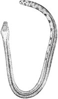 Bicolored Sea Snake.tif