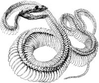 Boa Constrictor Skeleton.tif
