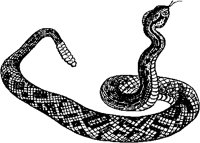 Coiled Rattlesnake.tif