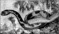 Egyptian Cerastes.tif
