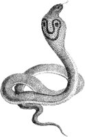 Hooded Serpent.tif