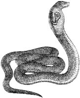 Indian Naja Snake.tif