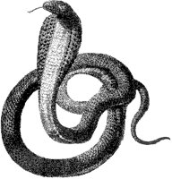 Naja Haje Snake 1.tif