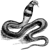 Naja Haje Snake 2.tif