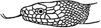Non-Poisonous Snake Head.tif