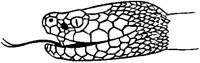 Poisonous Snake Head.tif
