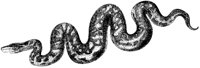 Port-Natal Python.tif