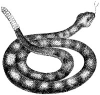 Rattlesnake.tif