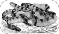 Sea Snake.tif