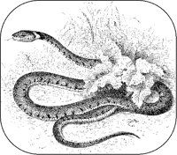 Snake with Leaves.tif