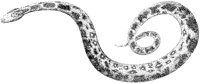 Tiger Python.tif