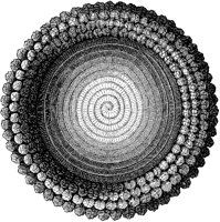 Spiral Embroidery.tif