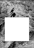 Bird on Wheel Border.tif