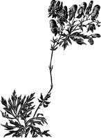 Diagonal Plant Border.tif
