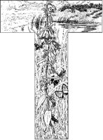 Butterflies by Shore T-Border.tif