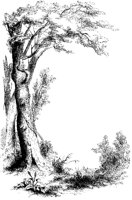 Tree C-Border 1.tif