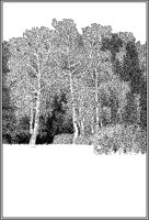 Trees Border.tif