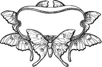 Butterfly Cartouche.tif