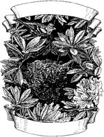Bird and Nest Scroll.tif