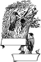 Woodpeckers Scroll.tif