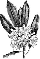 American Rhododendron.tif