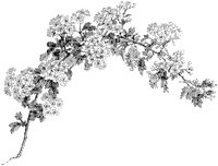 Aubépine.tif