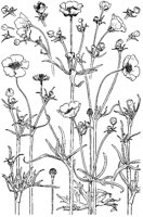 Buttercups.tif