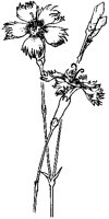 Carnations 1.tif