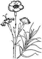 Carnations 3.tif