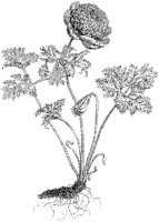 Florists' Anemone.tif
