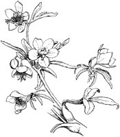 Hellebore.tif