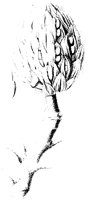 Magnolia Flower 1.tif