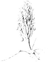 Magnolia Flower 2.tif