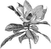 Magnolia Flower 3.tif