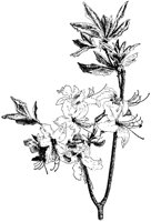 Pink Azalea.tif