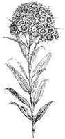 Poet's Carnation.tif