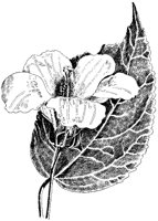 Rose Mallow.tif