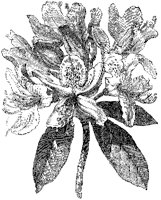 Rose-Laurel.tif