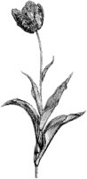 Tulip.tif