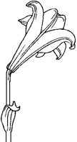 Bermuda Lily.tif