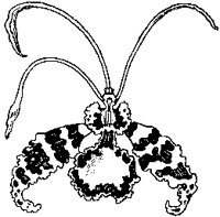 Butterfly Lily.tif