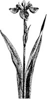 Fleur-de-Lis.tif