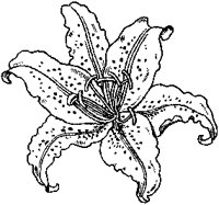 Golden Lily.tif